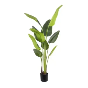 Planta Strelitzia 160cm.