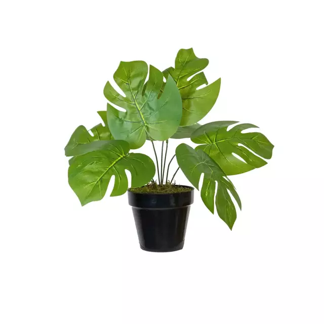 Planta Monstera 40cm.