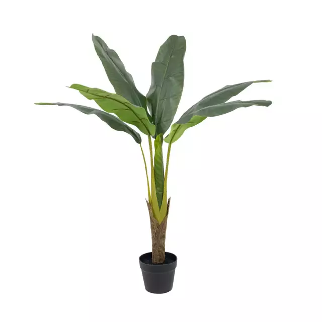 Planta Banano 110cm.