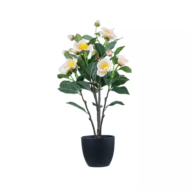 Planta Flores Camelias 60cm.