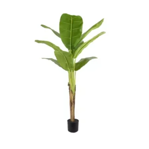 Planta Banano 160cm.