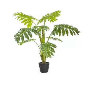 Planta Filodendra 110cm.