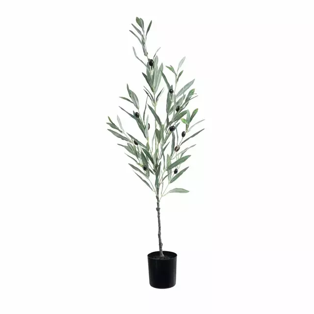 Olivo Mediterráneo 85cm.