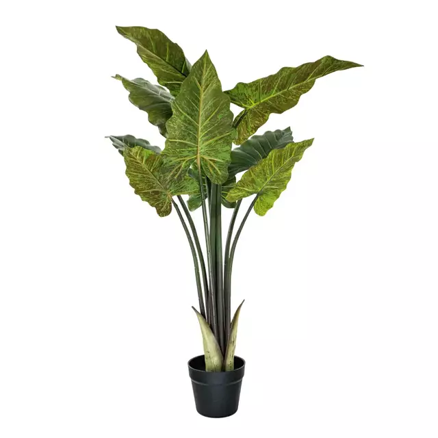 Planta Oreja de Elefante 110cm.